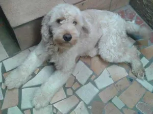 Cachorro raça Poodle idade 2 anos nome Fred