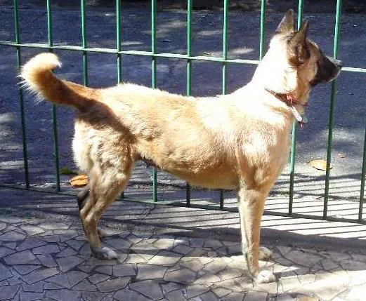 Cachorro ra a SHIBA INU idade 6 ou mais anos nome JULY