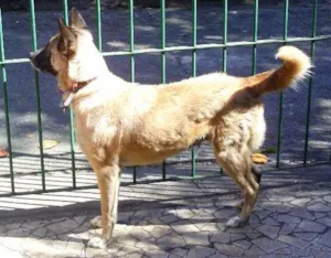 Cachorro raça SHIBA INU idade 6 ou mais anos nome JULY
