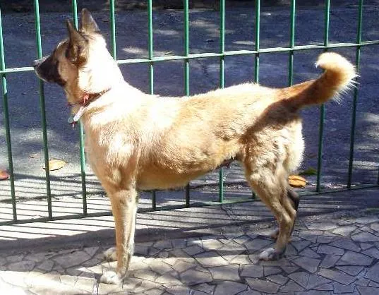 Cachorro ra a SHIBA INU idade 6 ou mais anos nome JULY