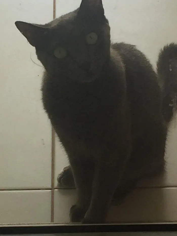 Gato ra a Mestiça idade 2 anos nome Zara