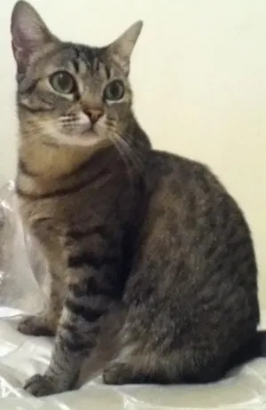 Gato raça Viralata idade 1 ano nome Mia