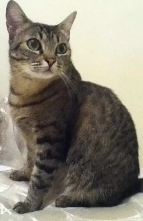 Gato ra a Viralata idade 1 ano nome Mia