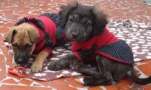 Cachorro raça SRD idade 2 a 6 meses nome Florence e tiguana