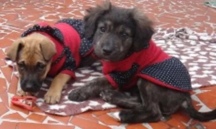 Cachorro ra a SRD idade 2 a 6 meses nome Florence e tiguana
