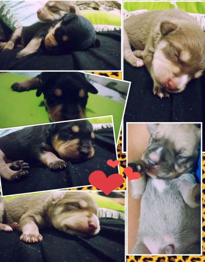 Cachorro ra a Pincher n°8 idade Abaixo de 2 meses nome Sem Nome