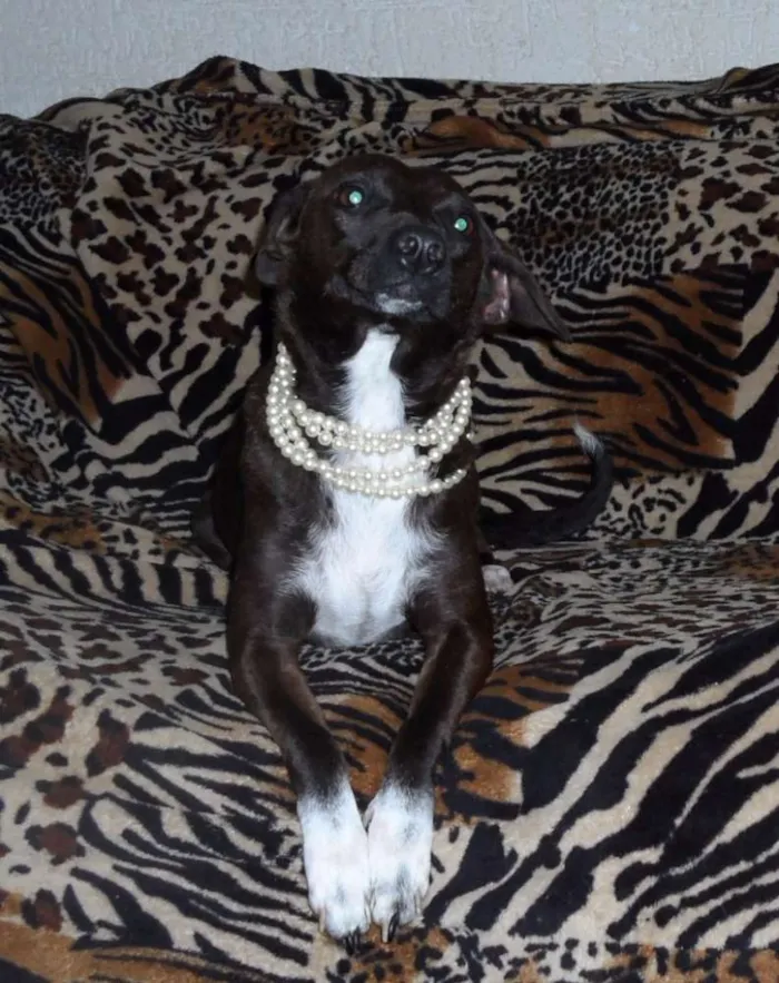 Cachorro ra a SRD idade 2 anos nome Glorinha