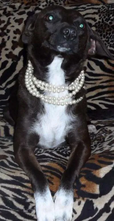 Cachorro ra a SRD idade 2 anos nome Glorinha
