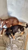 fofa/bolinha