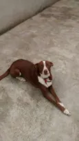 fofa/bolinha