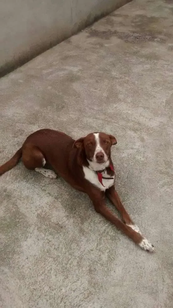 Cachorro ra a sem raça idade 7 a 11 meses nome fofa/bolinha