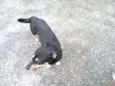 fofa/bolinha