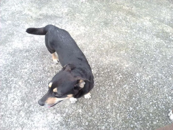 Cachorro ra a sem raça idade 7 a 11 meses nome fofa/bolinha