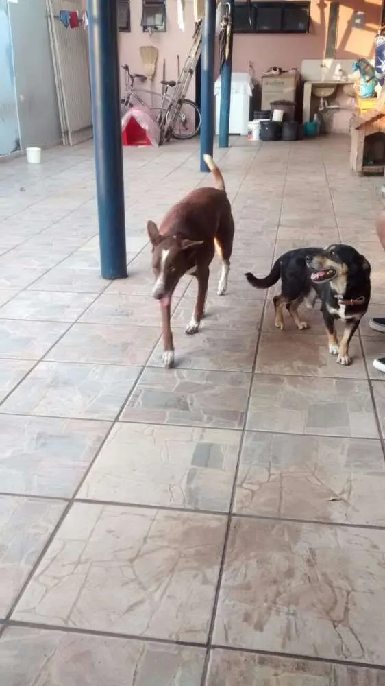 Cachorro ra a sem raça idade 7 a 11 meses nome fofa/bolinha