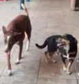 fofa/bolinha
