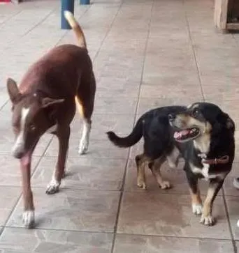 Cachorro ra a sem raça idade 7 a 11 meses nome fofa/bolinha