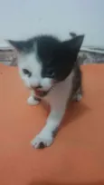 não tem 