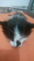 não tem 