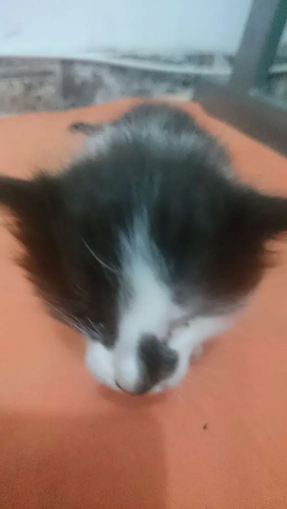 Gato ra a vira lata idade Abaixo de 2 meses nome não tem 