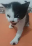 não tem 