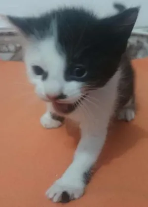 Gato raça vira lata idade Abaixo de 2 meses nome não tem 