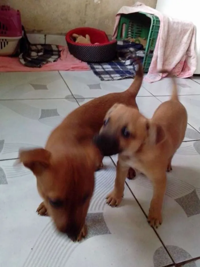 Cachorro ra a sem idade 2 a 6 meses nome  tobe e bobe