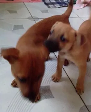 Cachorro raça sem idade 2 a 6 meses nome  tobe e bobe