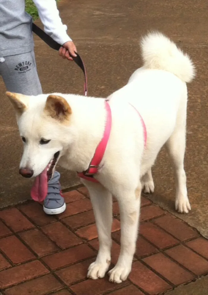 Cachorro ra a Akita idade 1 ano nome Luna