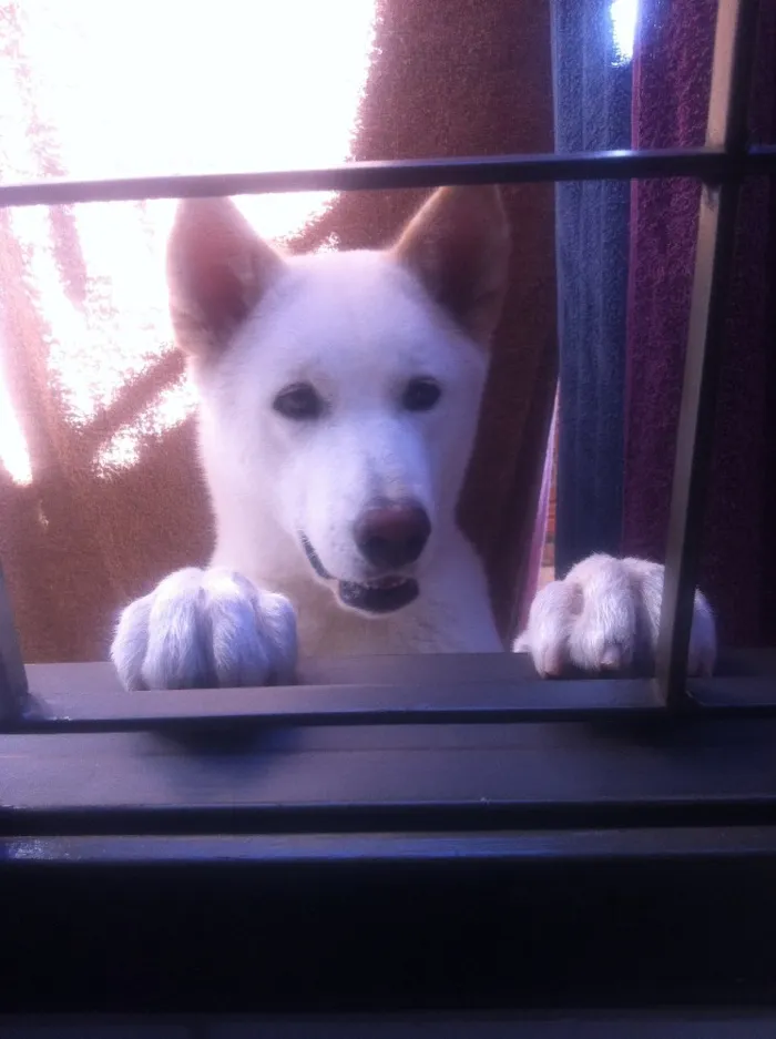 Cachorro ra a Akita idade 1 ano nome Luna