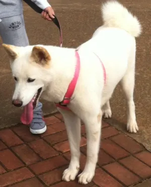 Cachorro raça Akita idade 1 ano nome Luna