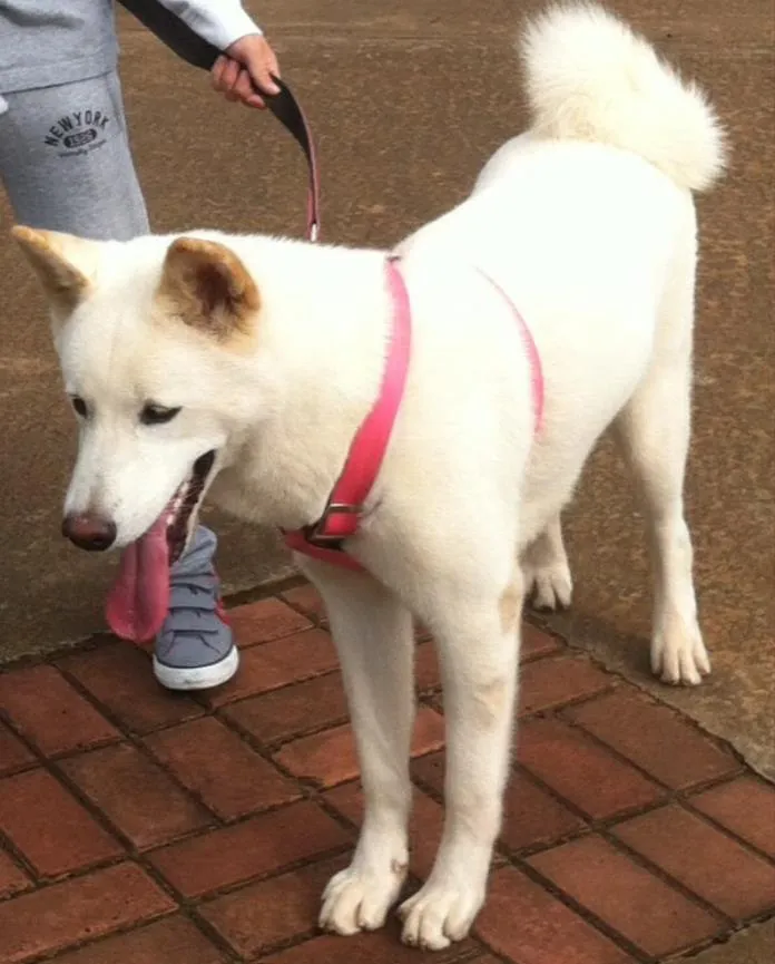 Cachorro ra a Akita idade 1 ano nome Luna