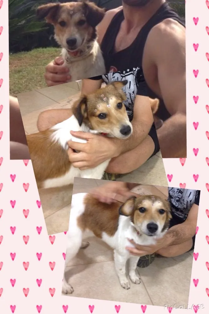 Cachorro raça Vira lata  idade 1 ano nome Lolla