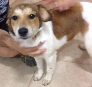 Cachorro raça Vira lata  idade 1 ano nome Lolla