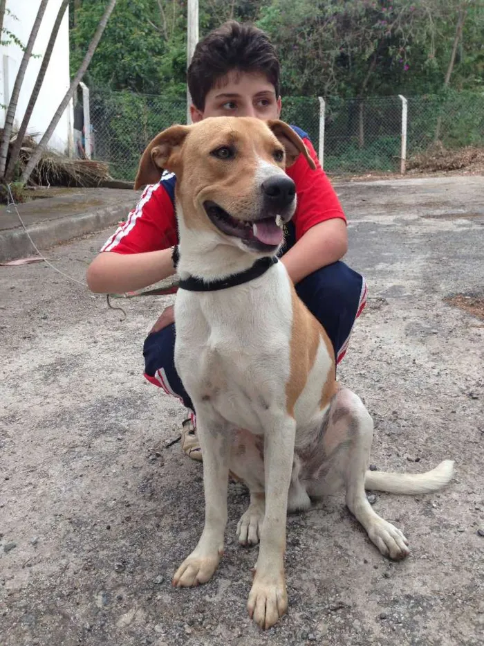 Cachorro raça SRD idade 1 ano nome WALKER