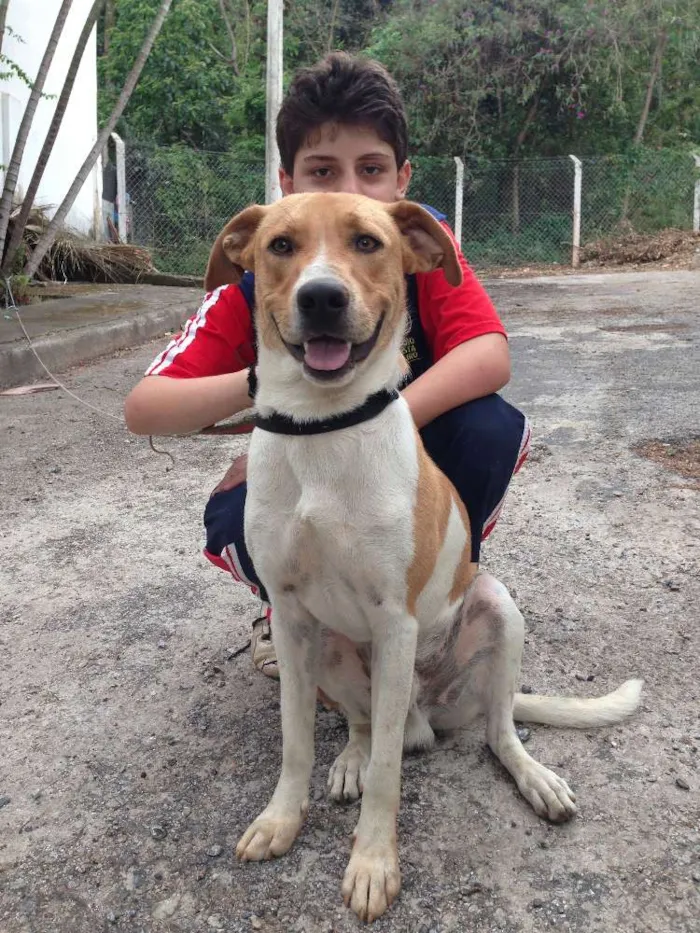 Cachorro raça SRD idade 1 ano nome WALKER