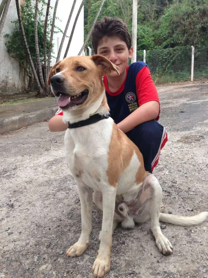 Cachorro raça SRD idade 1 ano nome WALKER
