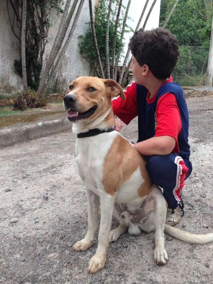 Cachorro raça SRD idade 1 ano nome WALKER