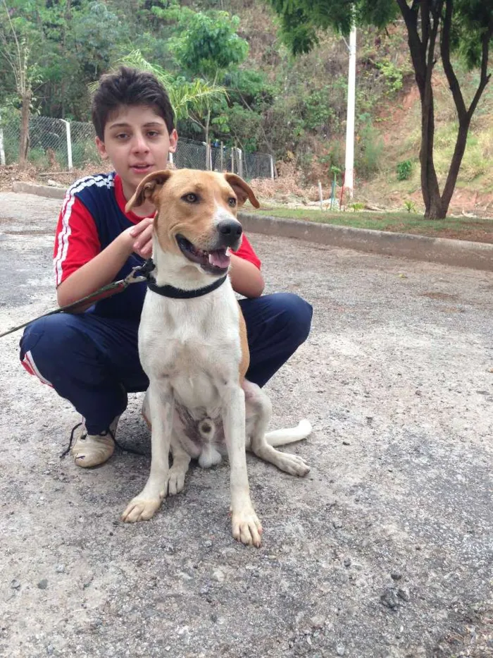 Cachorro raça SRD idade 1 ano nome WALKER