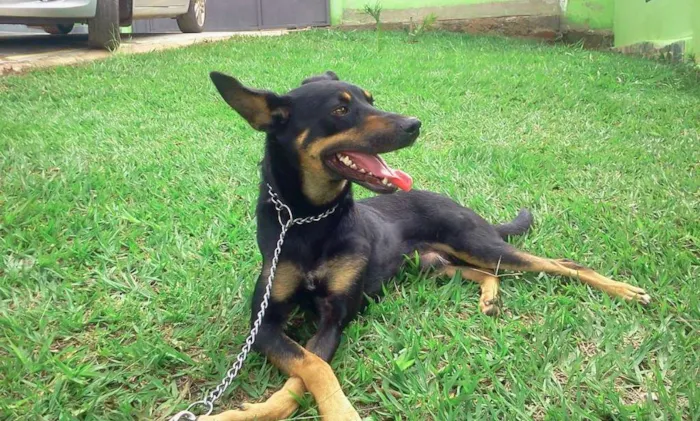 Cachorro raça SRD idade 2 anos nome DEDÉ