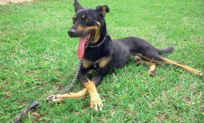Cachorro raça SRD idade 2 anos nome DEDÉ