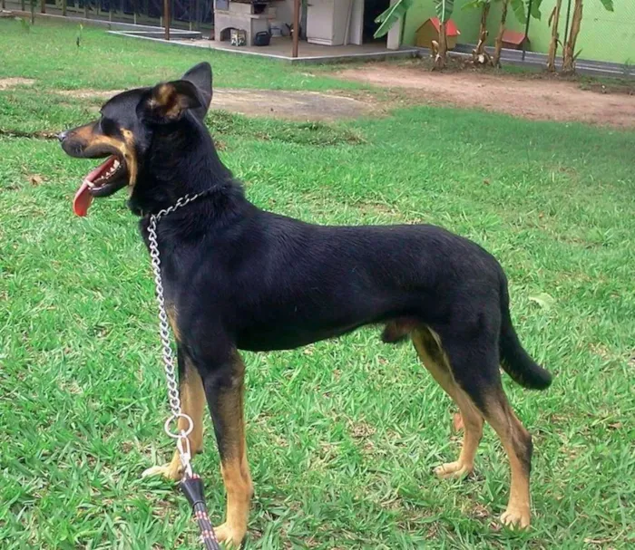 Cachorro raça SRD idade 2 anos nome DEDÉ