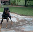 DEDÉ