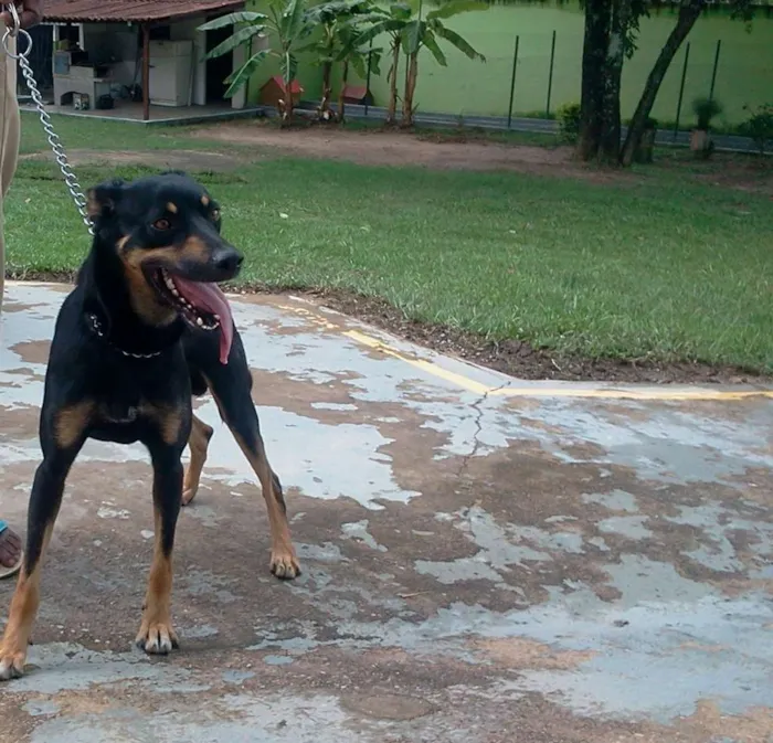 Cachorro raça SRD idade 2 anos nome DEDÉ