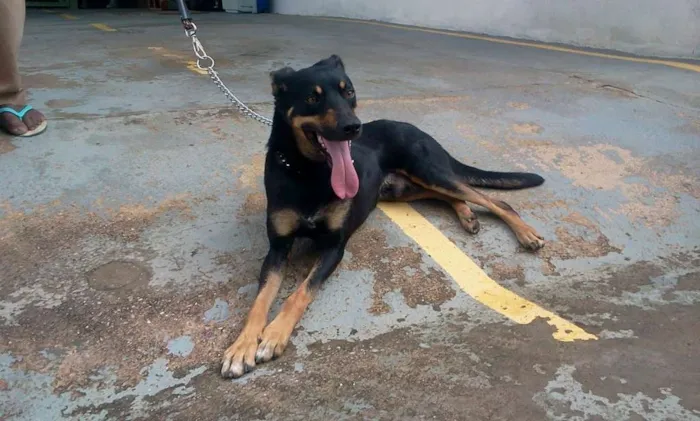 Cachorro raça SRD idade 2 anos nome DEDÉ