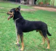 DEDÉ