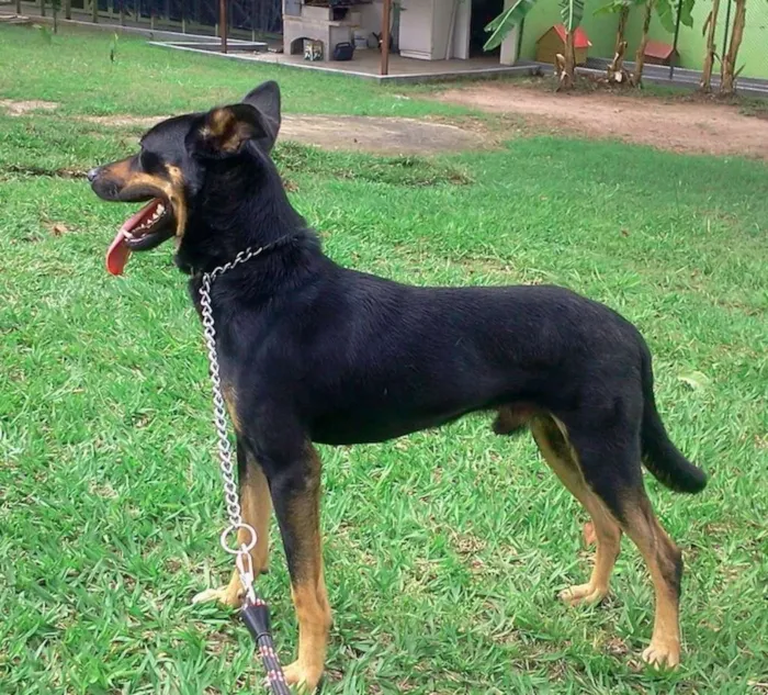 Cachorro raça SRD idade 2 anos nome DEDÉ