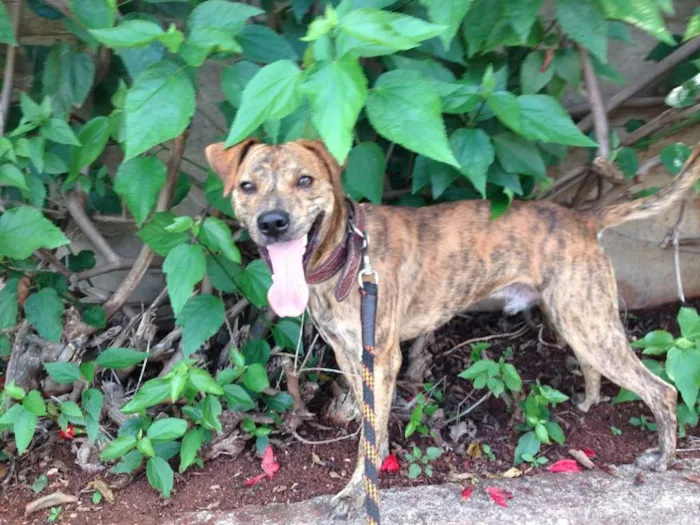 Cachorro raça SRD idade 2 anos nome ROCK