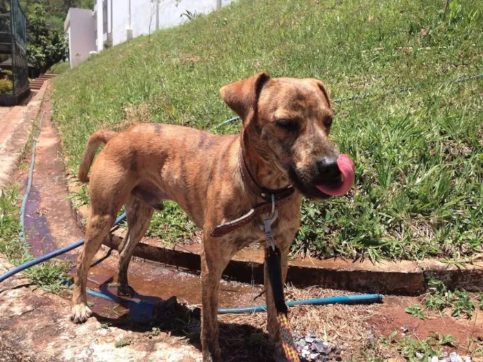 Cachorro raça SRD idade 2 anos nome ROCK