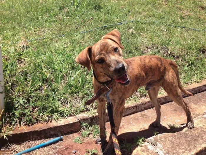 Cachorro raça SRD idade 2 anos nome ROCK