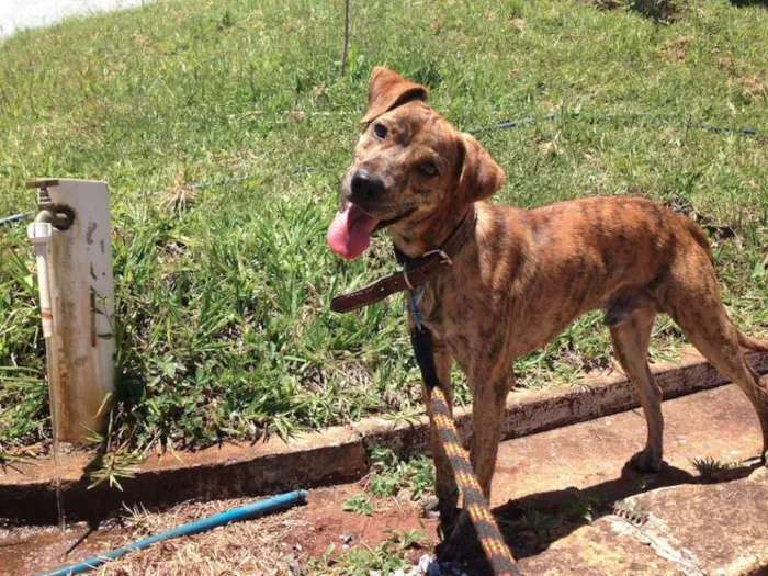 Cachorro raça SRD idade 2 anos nome ROCK